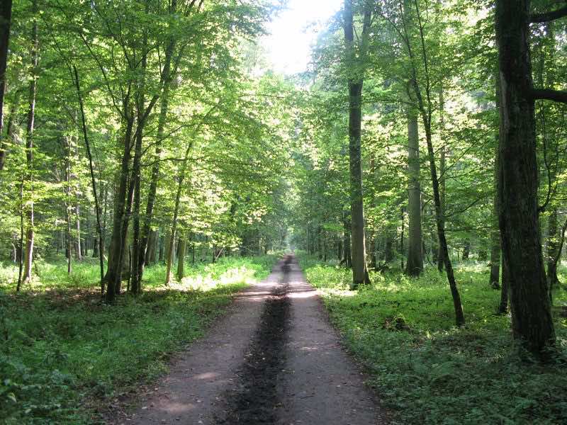 Parque Nacional de Bialowieza